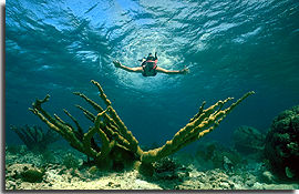 snorkeling in Belize
