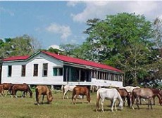One of our exotic cabañas