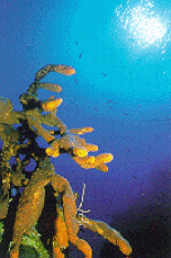 This  tour combines a fascinating Rainforest Adventure  staying at the San Ignacio HOtel in the Cayo District of Western Belize, including the Magnificent Mayan Temples of Tikal in the Peten region of Guatemala and Relaxing on the Reef at Captain Morgan's Retreat in San Pedro on Ambergris Caye also known as Temptation Island