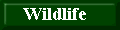 Belize Travel Specialists: Eco-tours, Rainforest Adventures and Island Vacations. Fascinating adventure tours and scuba diving in exotic locations in Belize.
