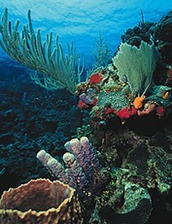 superb scuba diving, snorkling or relaxing tour is ideal all those looking for an exciting holiday or honeymoon and superb scuba diving or relaxing on two Palm-fringed Tropical islands, San Pedro, Ambergris Caye in the north and Tobacco Caye on the Southern Belize Barrier Reef