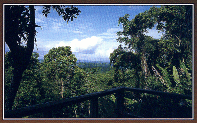 Fallen Stones Butterfly Ranch and Jungle Lodge in the Toledo District 
of Southern Belize