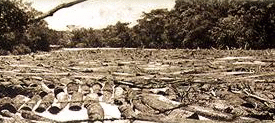 mahogony logs floating on the Belize River