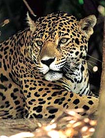 jaguar at Cockscomb Jaguar Reserve, Belize