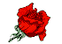 red rose 2