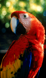 parrots on the caribbean coast of Belize