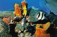 Sea Turtle