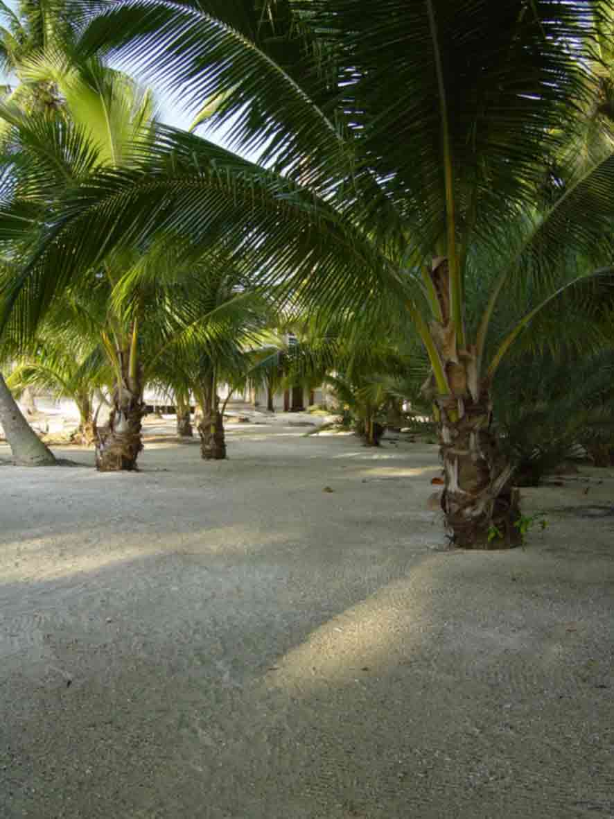 A rare opportunity to  acquire your very own tropical islandin the Caribbean. This idyllic private island is situated on the Belize Barrier Reef, Caribbean Sea. Ideal for private vacation home or resort development. Caribbean, caribbean,Western Caribbean, Properties, Real Estate, Caribbean Real Estate, Islands for Sale,Caribbean Islands for Sale, real estate, Caribbean Properties for Sale,Caribbean Island Properties for Sale, Private Island, Tropical Island,Island Properties for Sale, investment property, investment, Paradise, Paradise Islands,Coconut Trees, Coral Islands, Coral Island, belize, Belize, Belize Island Properties for Sale,Belize Islands, Keys,  barrier reef, Barrier Reef, Belize Barrier Reef, belize barrier reef,Central America, island, islands,  caye, cayes, Caye, Cayes, palm trees.