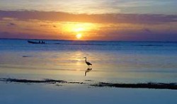 Sun Diver Beach Resort is located north of San Pedro, on one of the best swimming beaches on the idyllic island of Ambergris Caye, off the Caribbean Coast of Belize. All rooms overlook the ocean.
